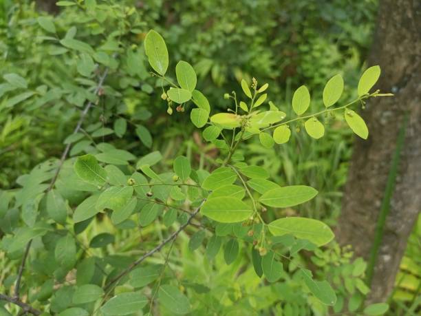 istock natural green leaf in wild nature forest 1487060869