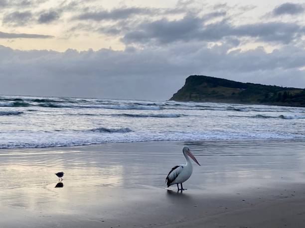 istock Pelican posing on Lennox Head beach 1487060962