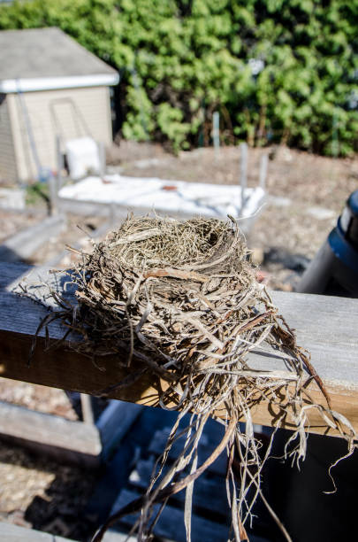 istock Bird's nest under a patio roof 1487061133