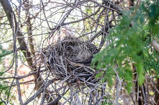 Empty bird's nest on branches of a thuya