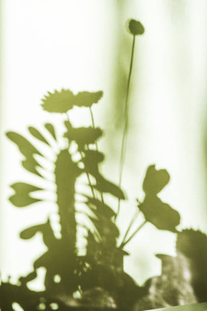 istock Shadows of plants and flowers on a white wall 1487063349