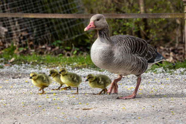 Family of greylag geese, Anser anser with small babies. stock photo