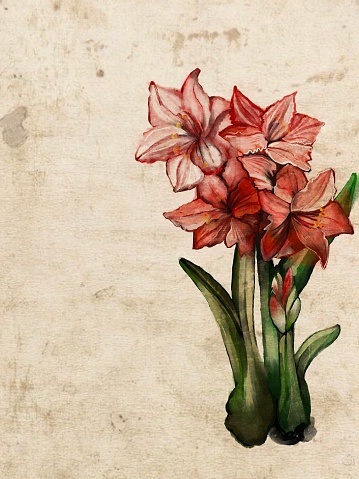 illustration of the plant amaryllis on a vintage background made as a watercolor.