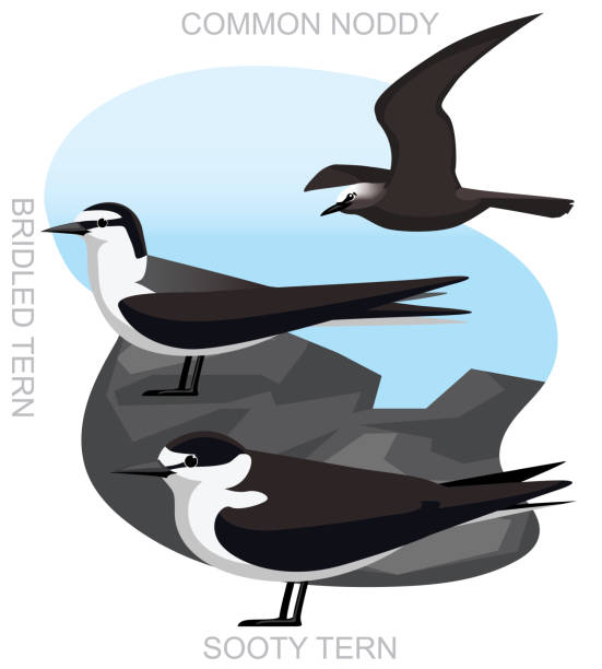 симпатичная птица сажистая крачка нодди набор мультяшный вектор - sooty tern stock illustrations