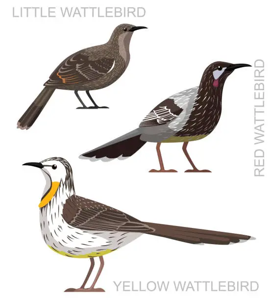 Vector illustration of Cute Bird Wattlebird Set Cartoon Vector