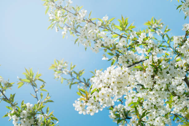 istock Cherry branches blossom. Spring background of macro cherry blossom tree branch. Happy Passover background. World environment day concept. Easter, Birthday, womens or mothers holiday. Selective focus. 1487064792