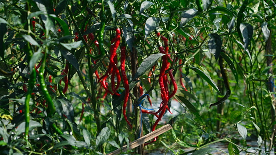 Red curly chili peppers on the farm