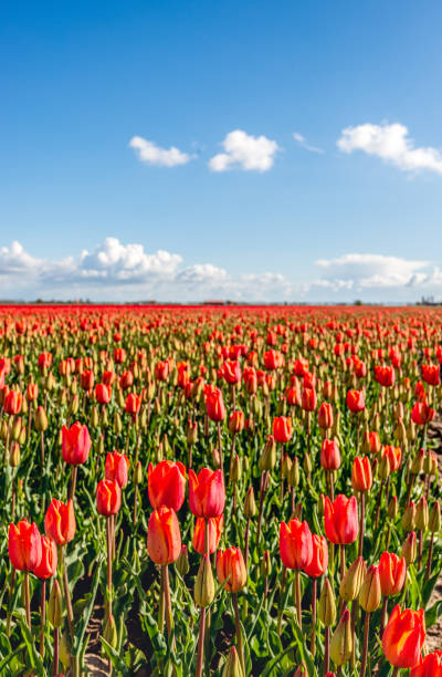 istock Red blooming tulips under a blue sky 1487067999