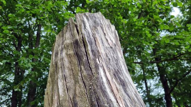 istock the end of a dead tree has some moss growing around it 1487068084