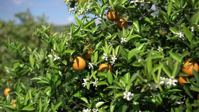 Closeup of orange blossoms on a tree with orange