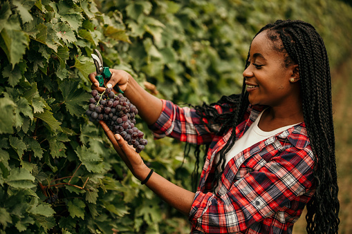 African American female worker in casual clothing harvesting grapes in her vineyard.