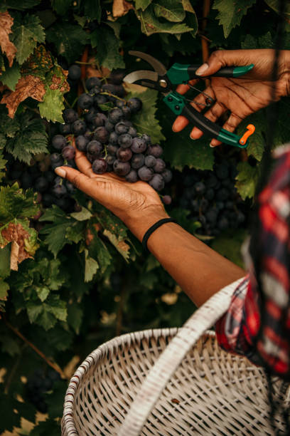 Grapes harvest. Farmers hands with freshly harvested black grapes.