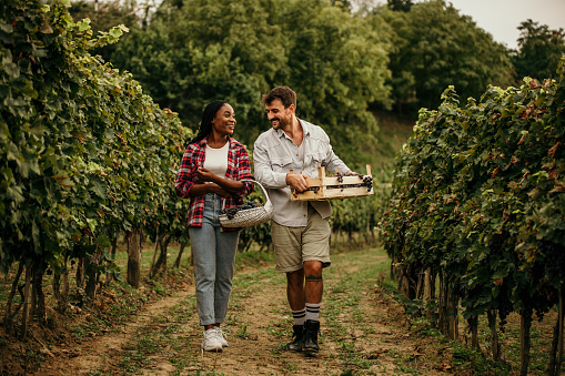 Happy Couple And Workers In Love Walking Through Vineyard And Tasting Fresh Fruits.