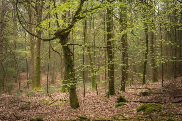 istock New Forest Woodland in Spring 1487071172