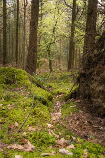 istock New Forest Woodland in Spring 1487071233