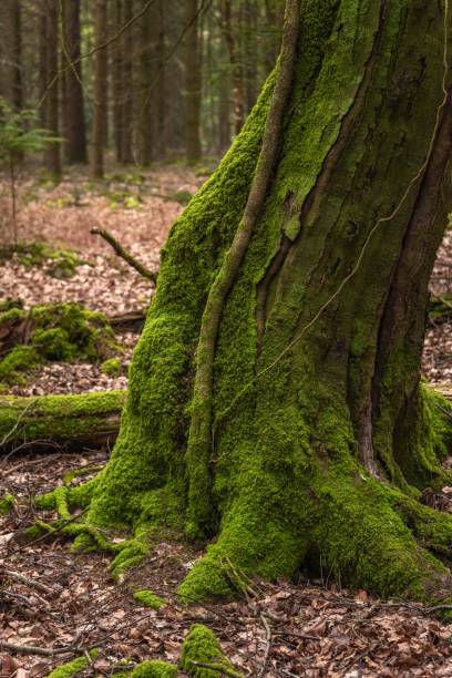 istock New Forest Woodland in Spring 1487071280