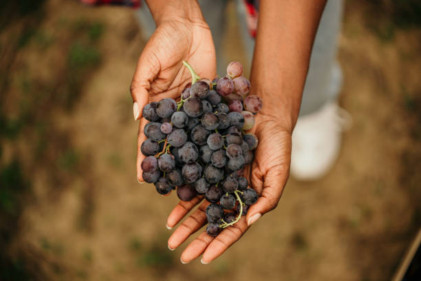 istock Farmers hands holding raw grapes 1487072529