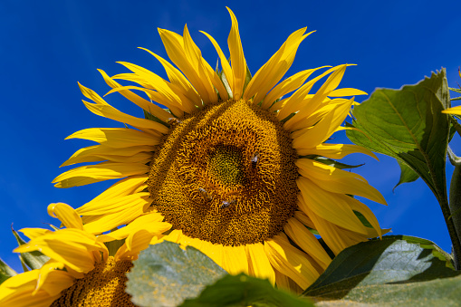 Sunflower field with yellow flowers and bees, pollination of sunflower field by bees in summer