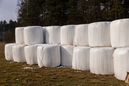 white plastic packaging for hay during storage in winter, old dirty bales of hay packed in plastic for the duration of storage of livestock feed