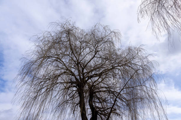 istock bare willow trees in the spring season in the park 1487072989