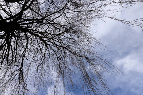 istock bare willow trees in the spring season in the park 1487073089