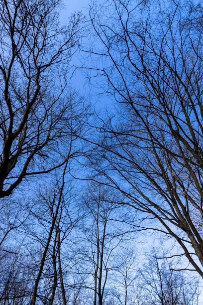 istock Bare trees in early spring in sunny clear weather 1487073234