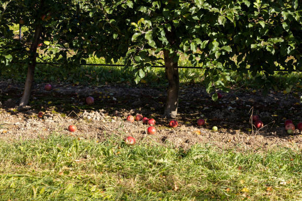 istock Apple orchard with red ripe apples fallen on the grass 1487073239