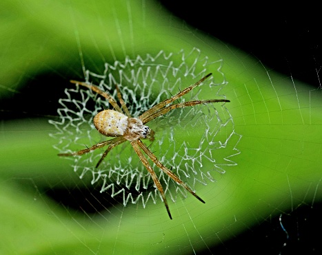 Spider on spider web with green background. Closeup of a brown spider isolated on green background. Spider close-up on a green background, horizontal photo.