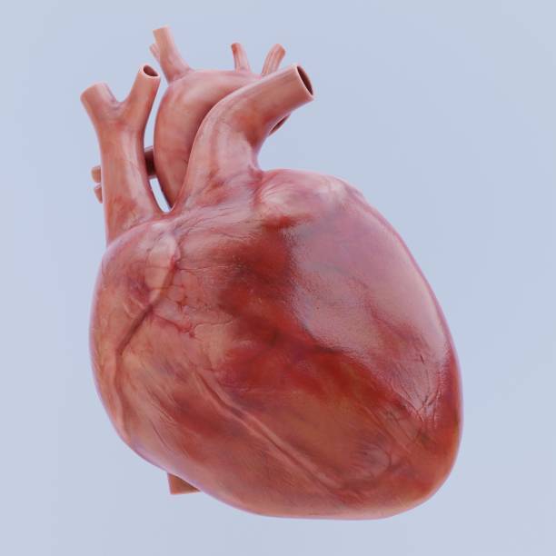 istock Realistic 3D Render of Human Heart 1487073737