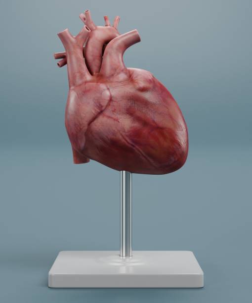 istock Realistic 3D Render of Human Heart Model 1487073740