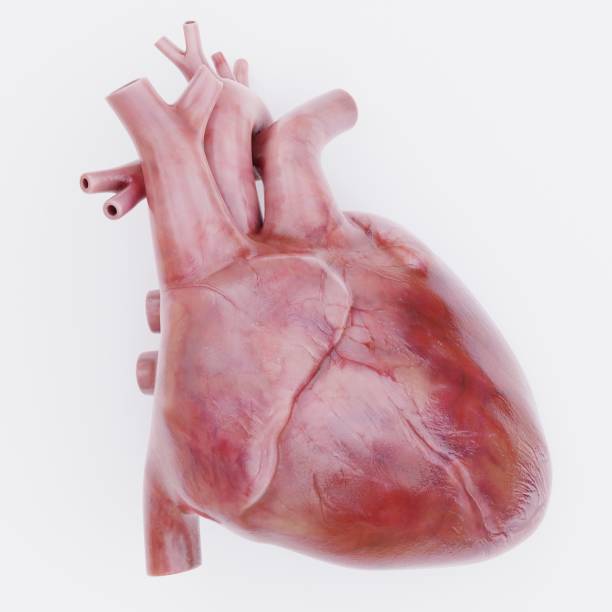 istock Realistic 3D Render of Human Heart 1487073748