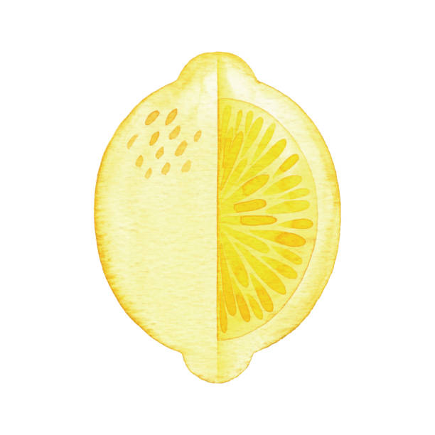 akwarela cytryna - lemon isolated clipping path white background stock illustrations