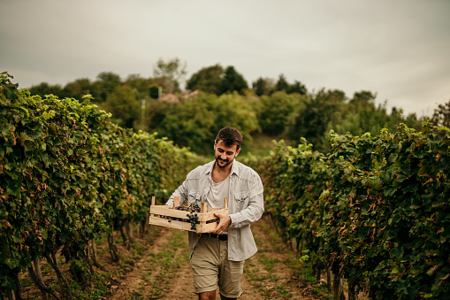 Man picking grapes in vineyard, wine farm and sustainability fruit orchard in rural countryside. Portrait of happy farmer carrying a basket of sweet, fresh and organic produce in agriculture