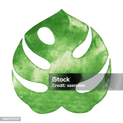 istock Watercolor Monstra Leaf 1487074197