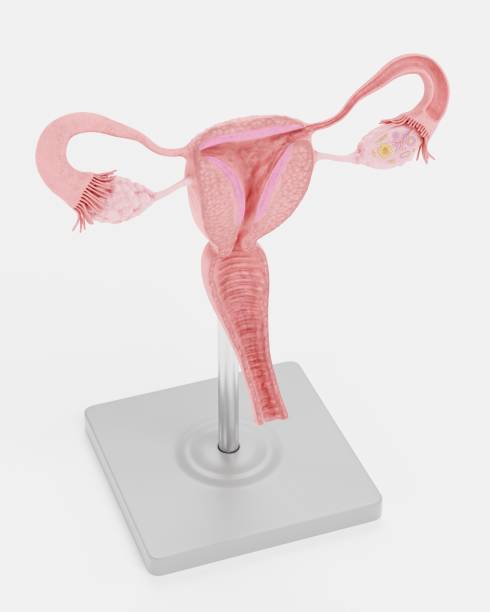 istock Realistic 3D Render of Uterus Model 1487074740