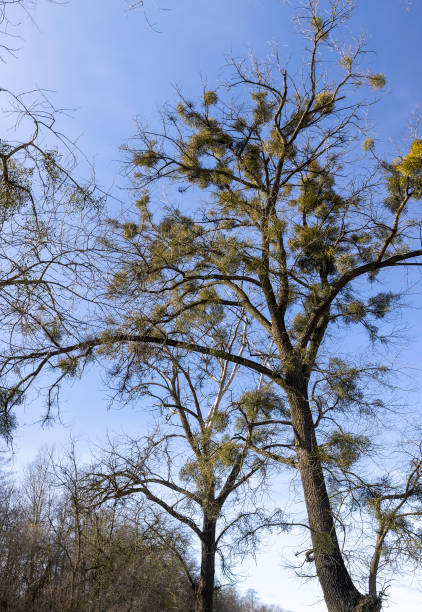 istock deciduous trees in winter during the day in sunny weather 1487074913