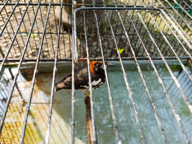 istock Photo of a red anis bird in a cage from west Java Indonesia 1487074970