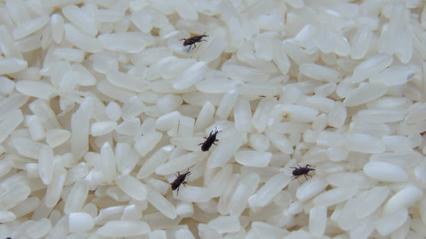Rice weevils Rice weevils, Sitophilus Oryzae, are harmful pests that are commonly found in several crops when they are in poor storage. This photo describes how the weevils live inside the rice that can destroy the grains. rice weevils sitophilus oryzae stock pictures, royalty-free photos & images
