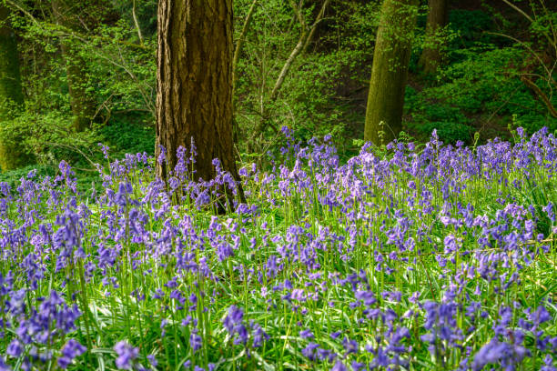 istock Bluebell woodland in England 1487075607