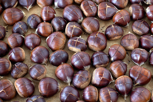 Raw brown chestnuts with a cut made on top prepared for roasting on a baking sheet. Top view. Selective focus. Healthy organic autumn snack food.