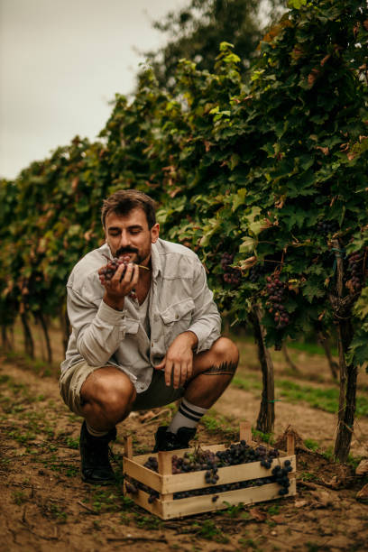 Male farmer picking grapes during wine harvest