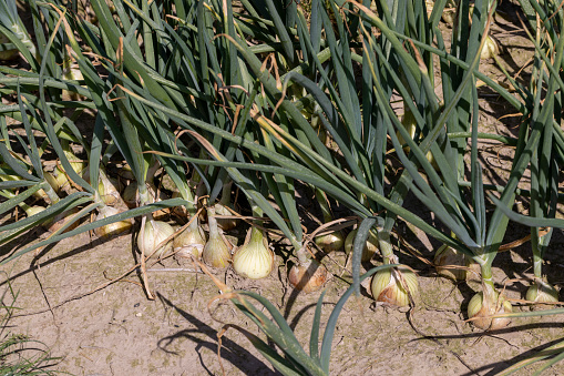 Green onions in the summer , ripe onion harvest in the field in the summer season