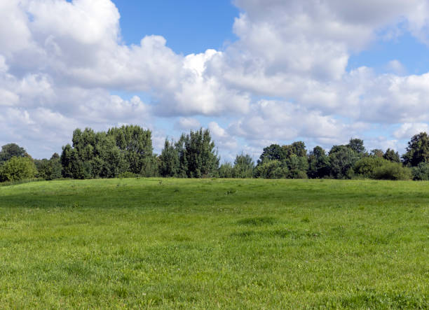 istock Green grass growing in the field in the summer 1487076300