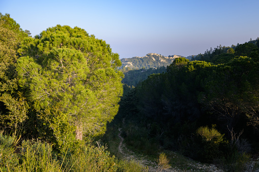 A pine tree on a sunny morning in the Alpilles (Provence, France)