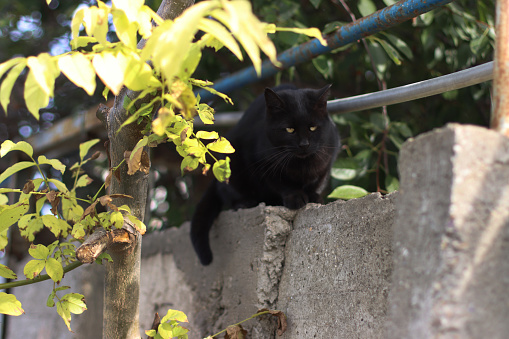 Black cat sits high on fence and hunts. Hunter at work