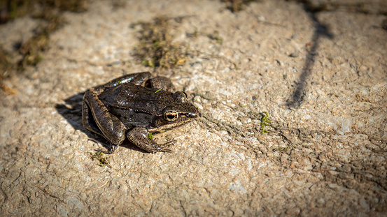 A wood frog in its natural environment of the forest.
