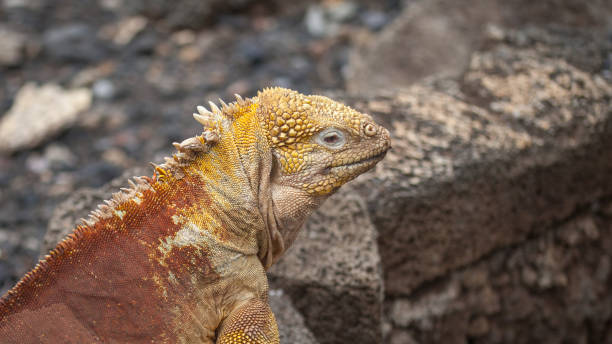 istock Galapagos land iguana, (Conolophus subscristatus), Galapagos Land Iguanas. 1487081160