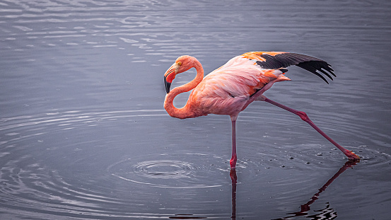 Flamingos feed peacefully in their natural environment on Isla Isabelle in the Galapagos Islands.