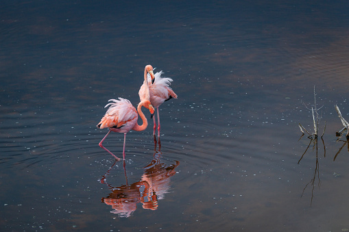 pinkish plumage flamingo searching for food in a pond