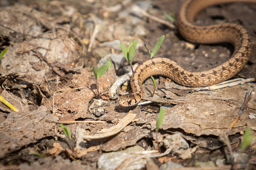 A very rare brown snake, crawls on the forest floor in a protected area in the Montreal region, province of Quebec. Canada.